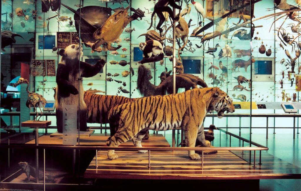 Best History Museums (American Museum of Natural History) - Photo via Expedia.com