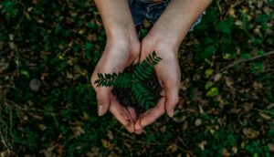 Nature/sustainability image (Credit: Noah Buscher via Unsplash)